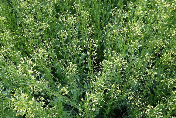 Alte Kulturfrucht neu entdeckt