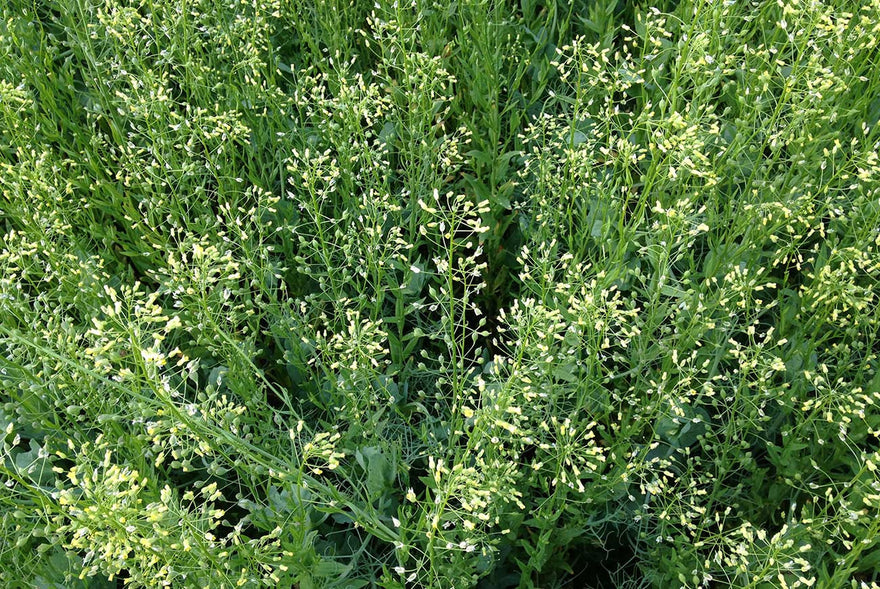 Alte Kulturfrucht neu entdeckt